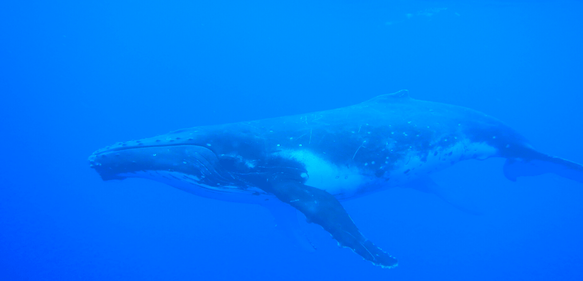 https://tahititourisme.ch/wp-content/uploads/2018/03/mooreaactivitiescenterwhaleswatching_1140x5502-min.png