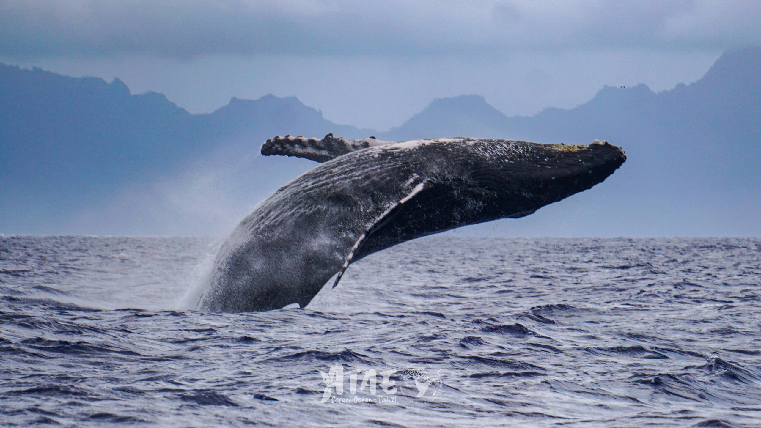 https://tahititourisme.ch/wp-content/uploads/2024/01/ATAE-Safari-Ocean-Tahiti-Whales-watching-Rencontre-avec-les-baleines-13-min-scaled.jpg